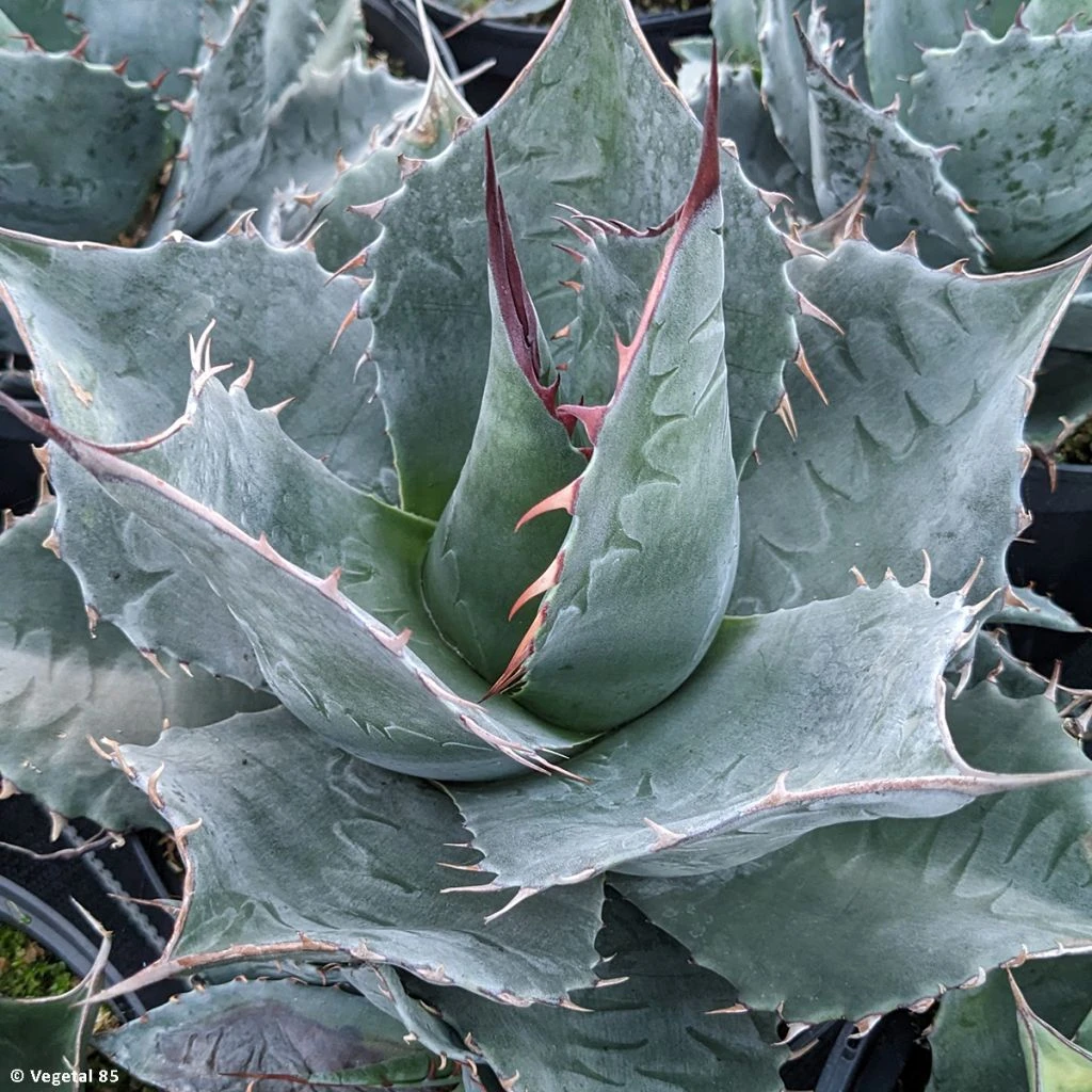 Agave Parrasana - Agave Chou