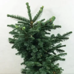 Sapin Noble - Abies Procera Bizarro