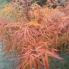 Erable Du Japon - Acer Palmatum Villa Taranto