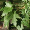 Acer Saccharinum Laciniatum Wieri - Érable Argenté