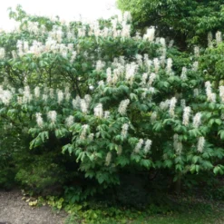 Aesculus Parviflora - Pavier Blanc