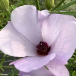 Alyogyne Delightfully - Hibiscus Bleu D'Australie