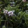 Arctostaphylos Uva-ursi - Raisin D'ours