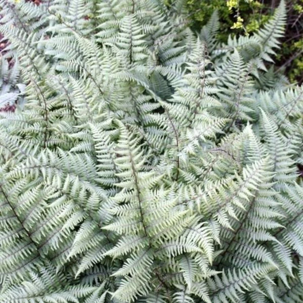 Athyrium Ghost - Fougère Femelle Hybride