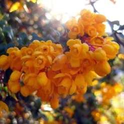 Berberis Darwinii Compacta - Épine-vinette