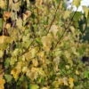 Betula Pendula Golden Cloud - Bouleau Blanc