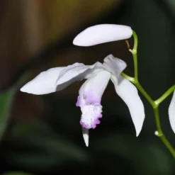 Bletilla Striata Kuchi-beni - Orchidée Jacinthe