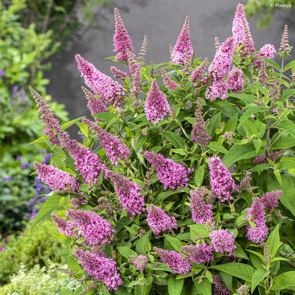 Buddleja Davidii Butterfly Butterfly Candy Little Pink - Arbre Aux Papillons Nain