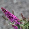 Buddleja Pink Micro Chip - Arbre Aux Papillons Nain