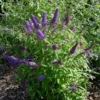 Buddleja Davidii Camberwell Beauty - Arbre Aux Papillons