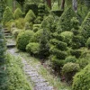 Buxus Sempervirens Arborescens - Buis Commun
