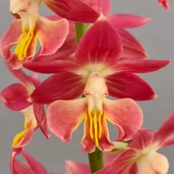 Calanthe Red Sunset - Orchidée Vivace
