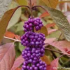 Callicarpa Bodinieri Imperial Pearl