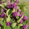 Callicarpa Bodinieri Magical Deep Purple