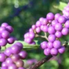 Callicarpa Japonica - Arbuste Aux Bonbons Du Japon