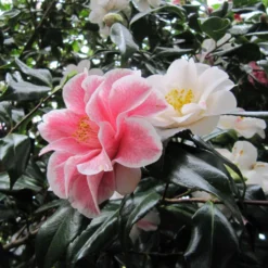 Camélia Lady Vansittart - Camellia Japonica