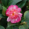 Camélia D'automne - Camellia Sasanqua Choji Guruma