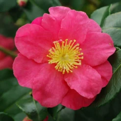 Camélia D'automne - Camellia Sasanqua Sekiyo