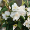 Camellia Transnokoensis - Camélia Botanique