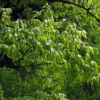 Carpinus Fangiana - Charme De Fang