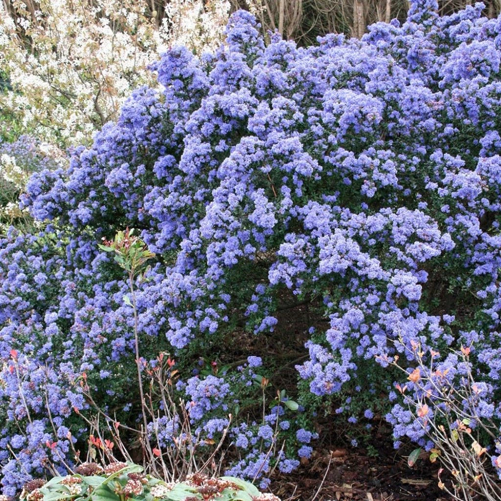 Céanothe Impressus Puget Blue - Lilas De Californie