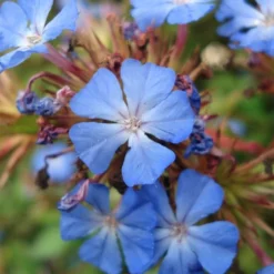 Ceratostigma Willmottianum - Dentelaire
