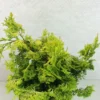 Chamaecyparis Obtusa Aurea - Faux Cyprès Hinoki Du Japon