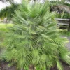 Chamaerops Humilis - Palmier Nain