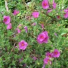 Cistus Pulverulentus - Ciste Pulvérulent
