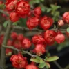 Cognassier Du Japon Red Joy - Chaenomeles Superba