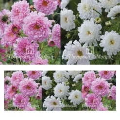 Collection Graines De 3 Cosmos Doubles