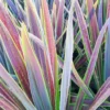 Cordyline Australis Mint Chocolate