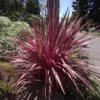 Cordyline Banksii Electric Pink