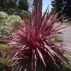 Cordyline Banksii Electric Pink