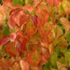 Cornus Sanguinea Magic Flame - Cornouiller Sanguin