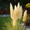 Cortaderia Selloana Mini Pampas - Herbe De La Pampa