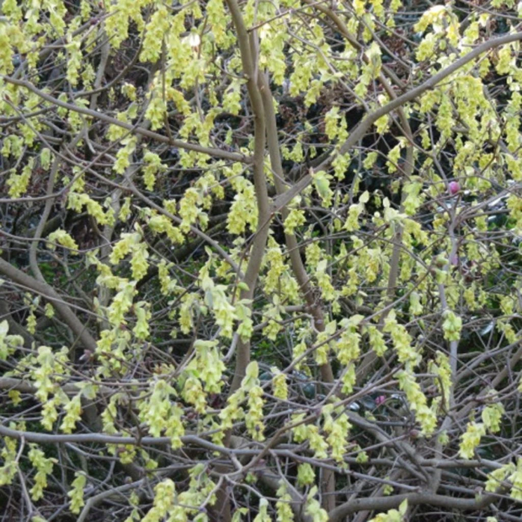 Corylopsis Spicata - Faux Noisetier
