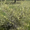 Corylopsis Willmottiae Spring Purple - Faux Noisetier