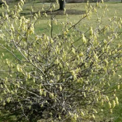 Corylopsis Willmottiae Spring Purple - Faux Noisetier