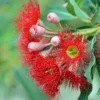 Corymbia Ficifolia - Eucalyptus Ou Gommier Rouge