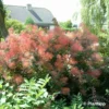 Cotinus Coggygria Red Spirit - Arbre à Perruque