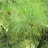 Cyperus Papyrus - Papyrus