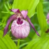 Cypripedium Lucy Pinkepank - Orchidée De Jardin Hybride, Sabot De Vénus