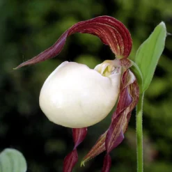 Cypripedium Kentuckiense - Sabot De Vénus Pourpre Et Ivoire