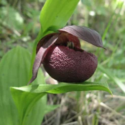 Cypripedium Smithii - Sabot De Vénus Rouge Pourpre