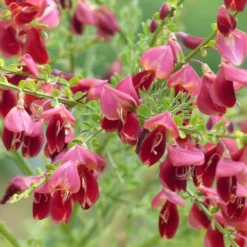 Genêt à Balais - Cytisus Scoparius Burkwoodii