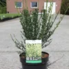 Genêt à Balais - Cytisus Scoparius Luna