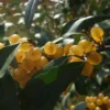 Elaeagnus Umbellata Fortunella - Goumi Du Japon