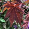 Érable Du Japon - Acer Palmatum Atropurpureum