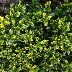 Euonymus Japonicus Microphyllus Aureovariegatus - Fusain
